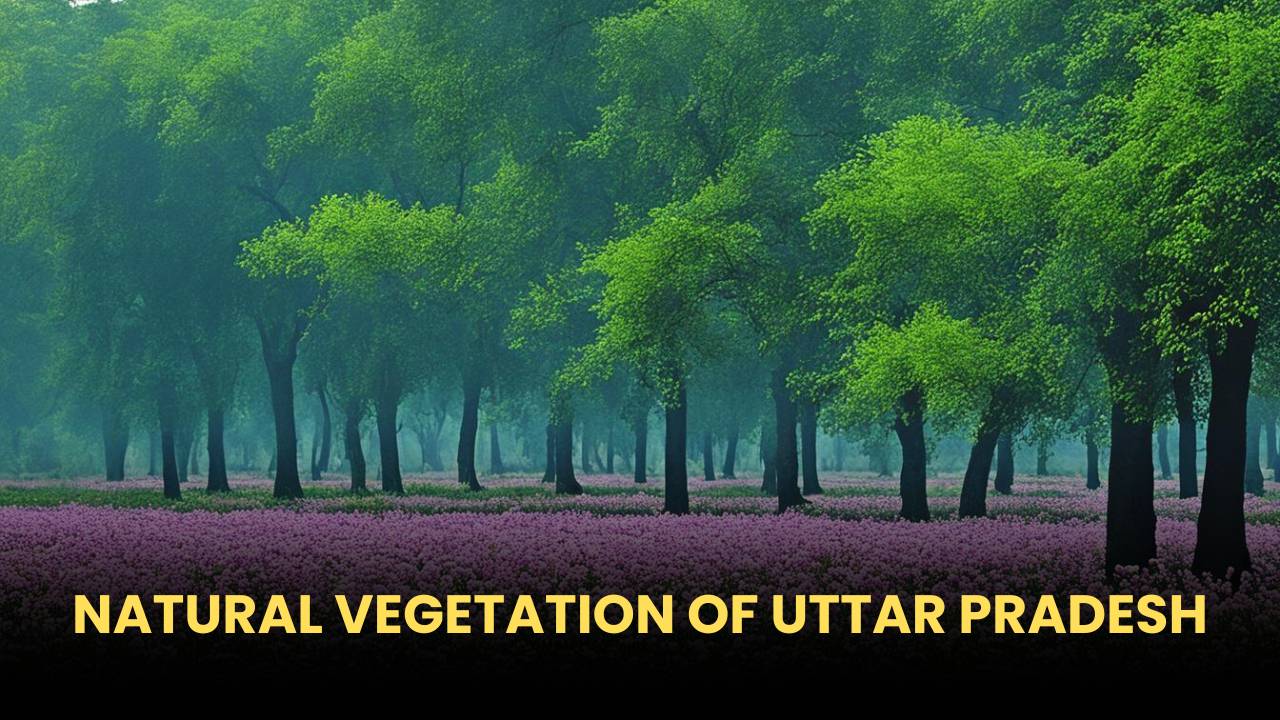 Natural Vegetation of Uttar Pradesh